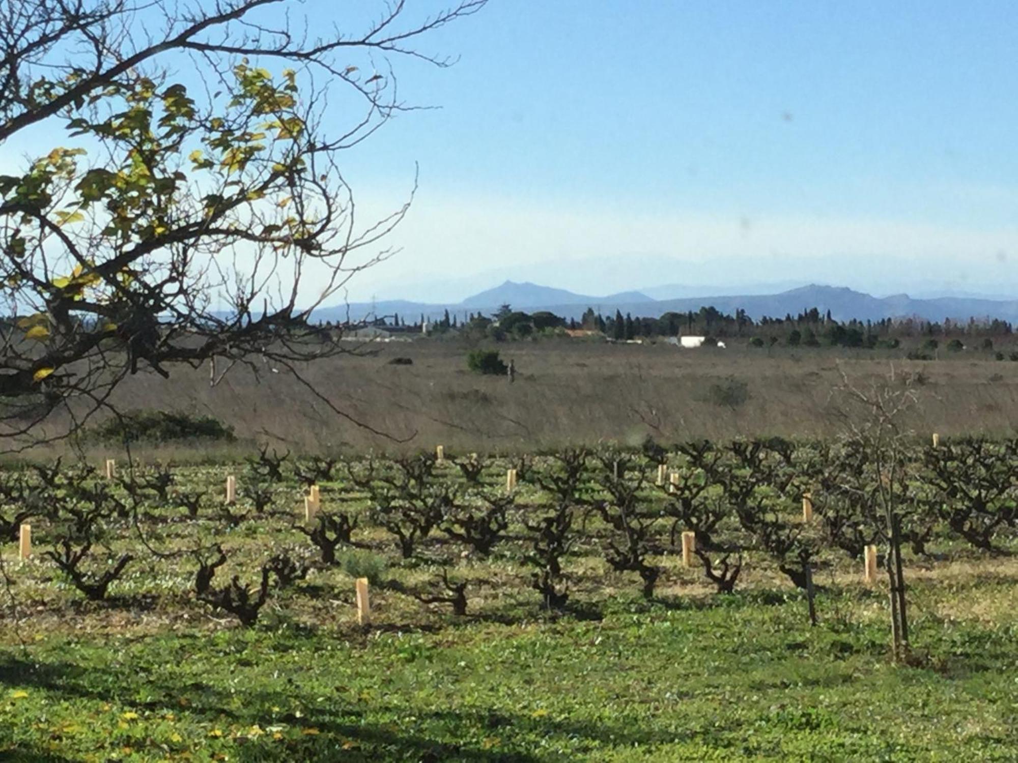 Saint-Hippolyte Mas Soleil Et Vignes住宿加早餐旅馆 外观 照片
